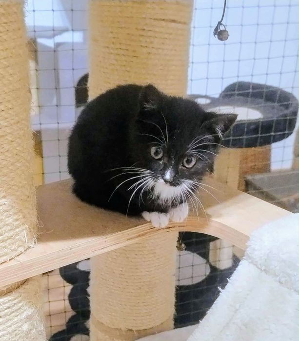 Cudna i piękna Malinka do pokochania,adoptuj,uratuj,grzeczny kociak