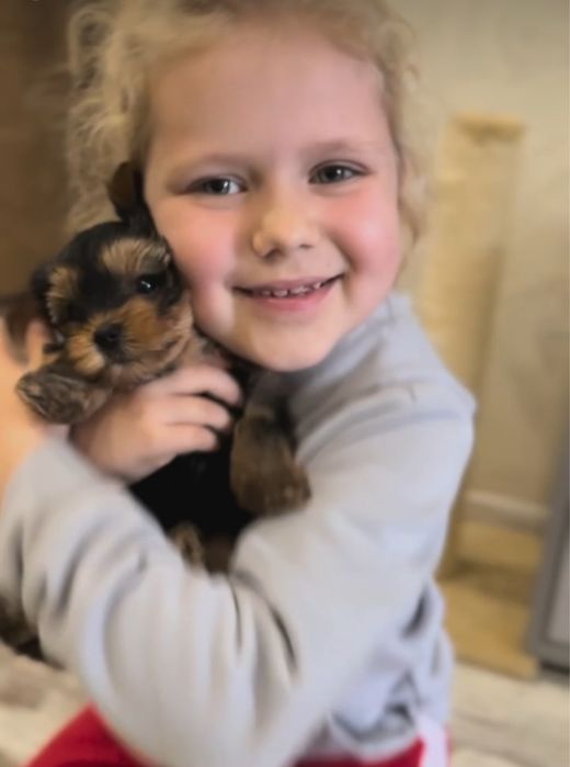 Цуценя йорка йоркшерський терєр