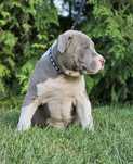 Piękny piesek amstaff