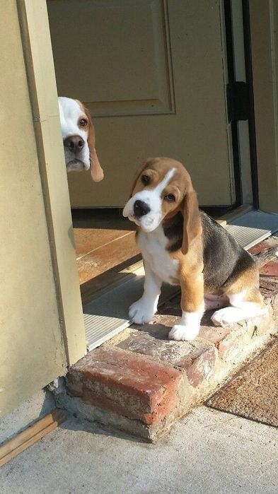 Щенки бигль девочка и мальчики