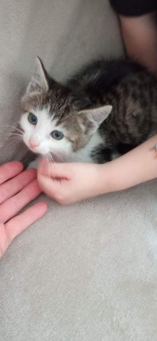 Dwa kotki biały w łatki i szary