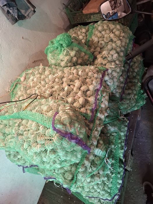 Продам часник Любаша