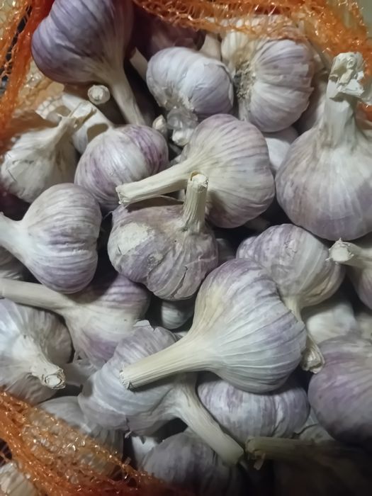 Czosnek zimowy z własnej uprawy