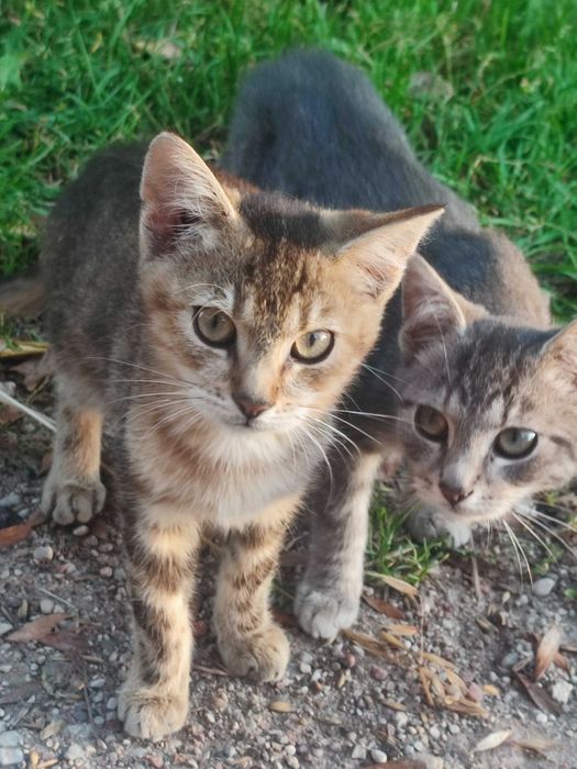 oddam małe kotki w dobre ręce