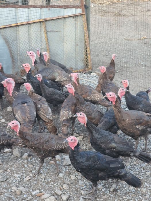 Perus e Fracas do campo para o Natal