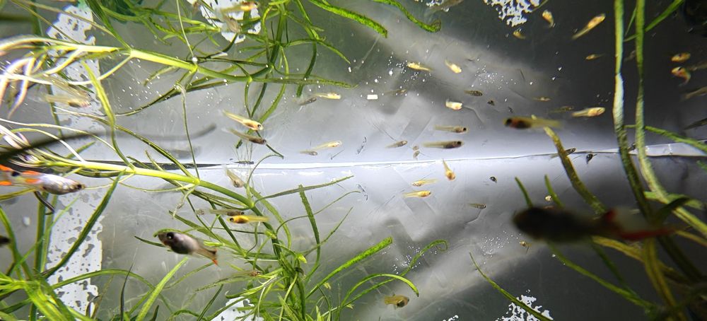 Rybki akwariowe gupiki