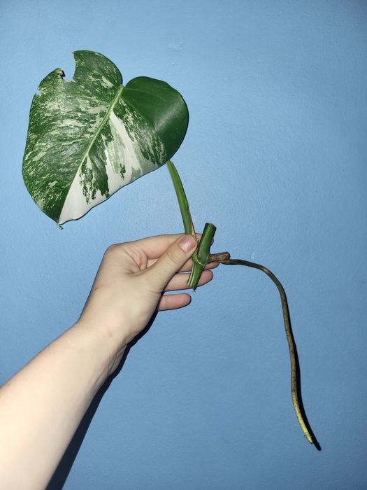 Monstera Variegata