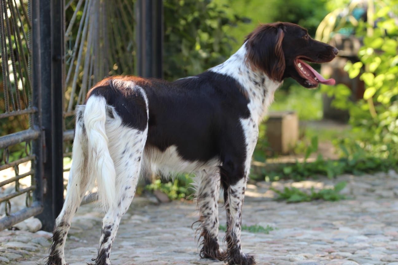 Suczka Munsterlander Maly (płochacz beagle spaniel )