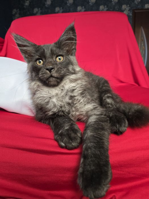 Майбутні леви. Кошенята Мейн кун.