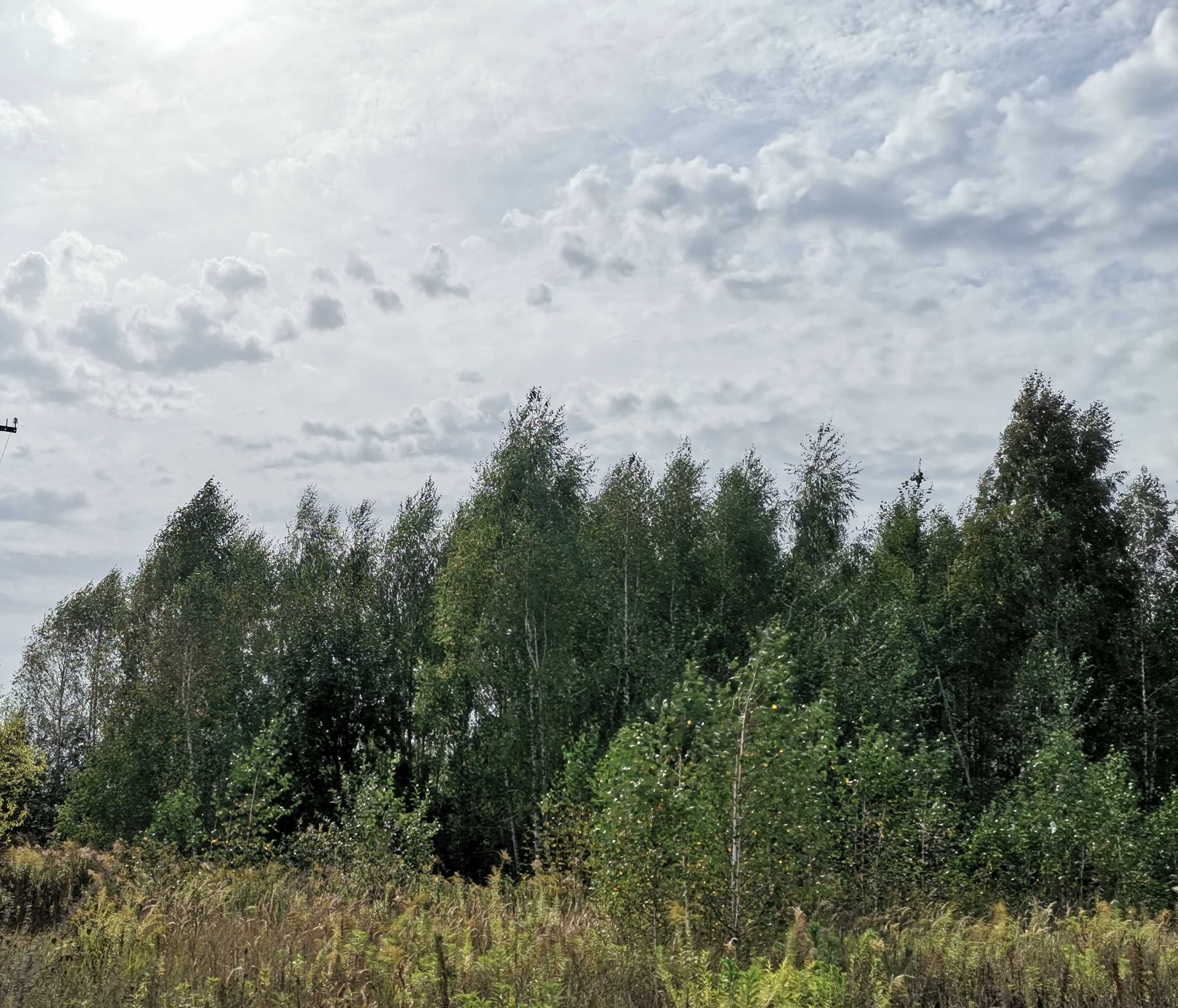 Продам лес под заготовку на дрова, лесоматериалы