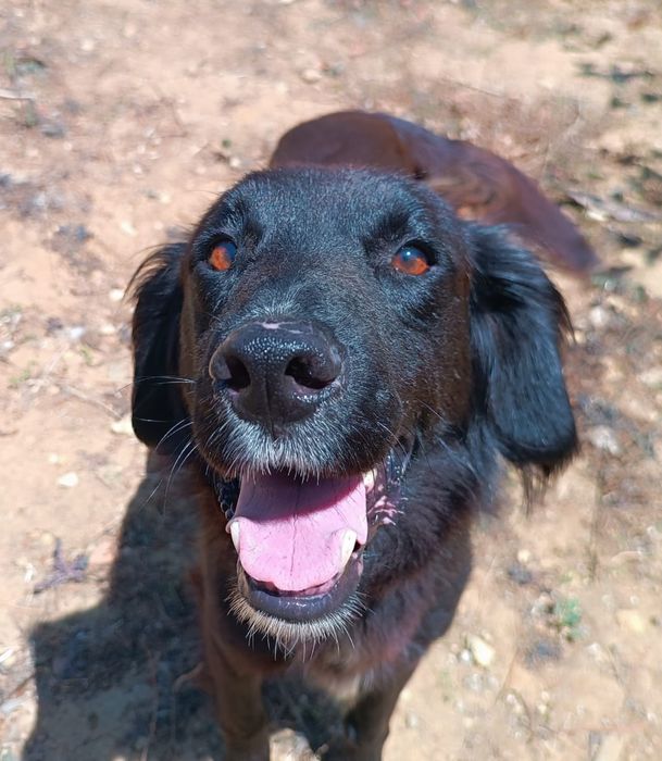 Eri- A Cadelinha resgatada pelos bombeiros!