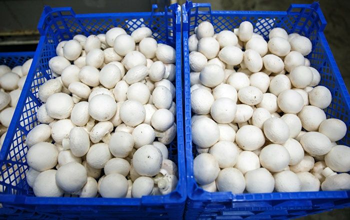 Брикет білого мясистого шампіньйона