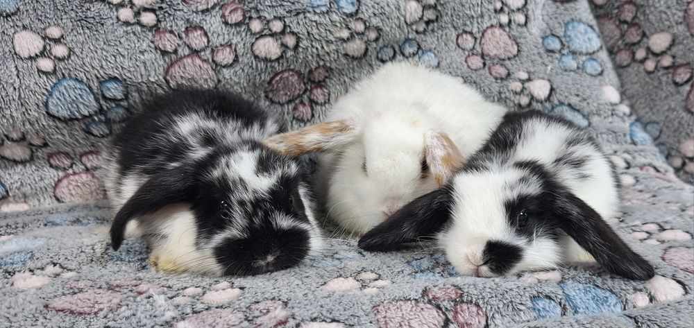 Króliczek Baranek Mini Lop samczyk.