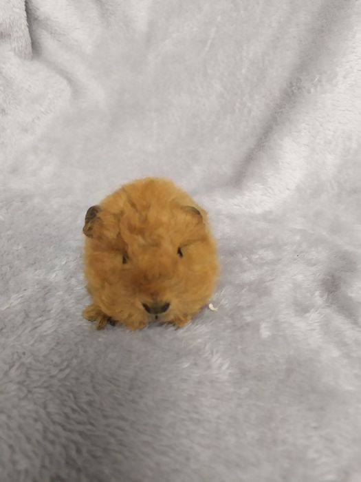 Морские свинки Мерино Тексель из питомника Margosha