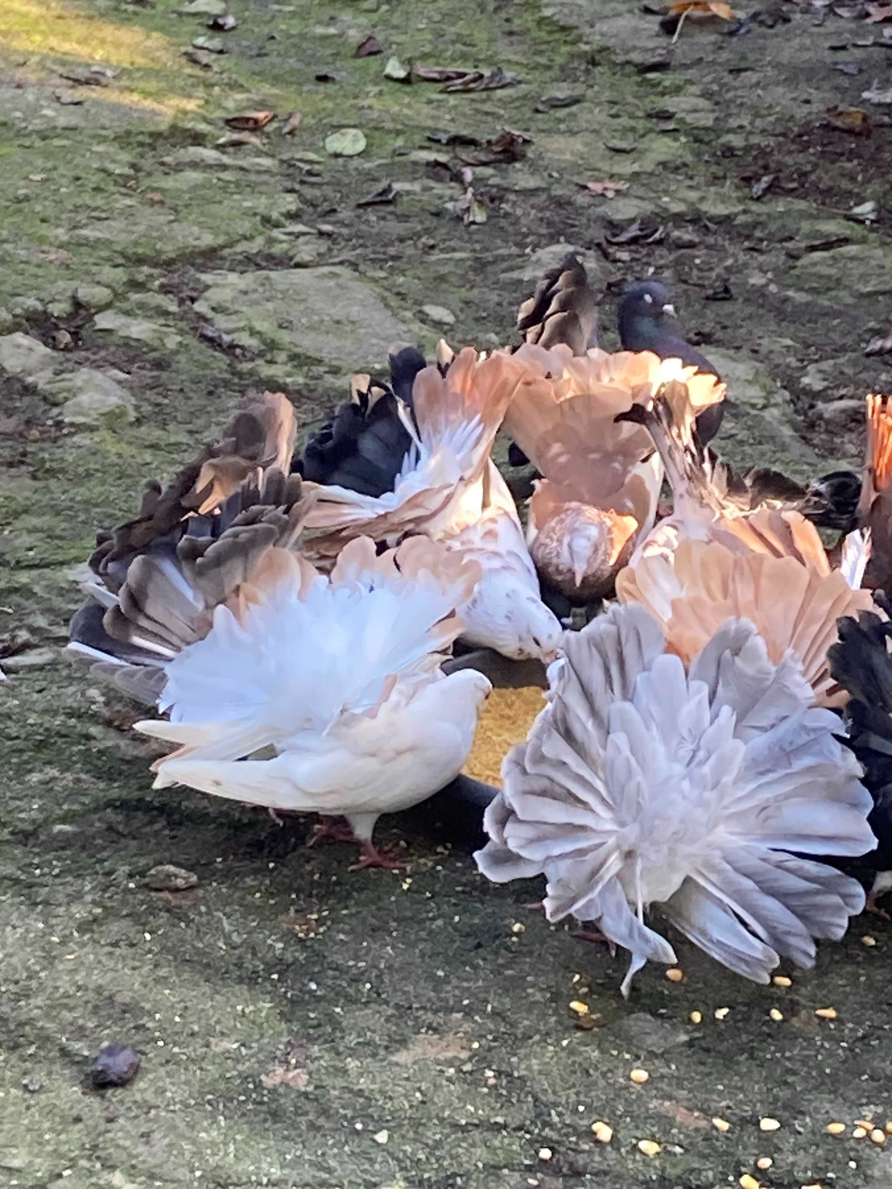 Pombos de Leque e pombos arcanjo