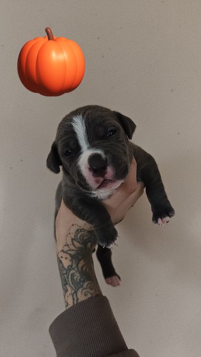 ‼️Amstaff rezerwacja chłopak‼️