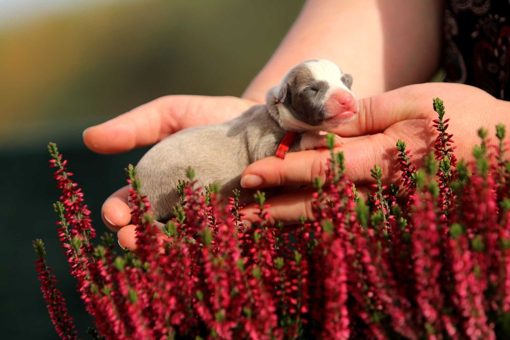 Whippet Chart angielski ZKwP/FCI cudowna sunia ROSZPUNKA