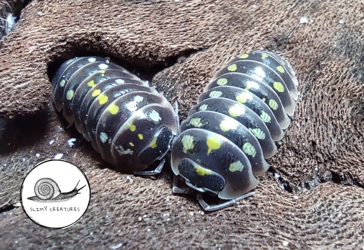 Armadillidium klugii pudding 12 szt isopody prosionki owady