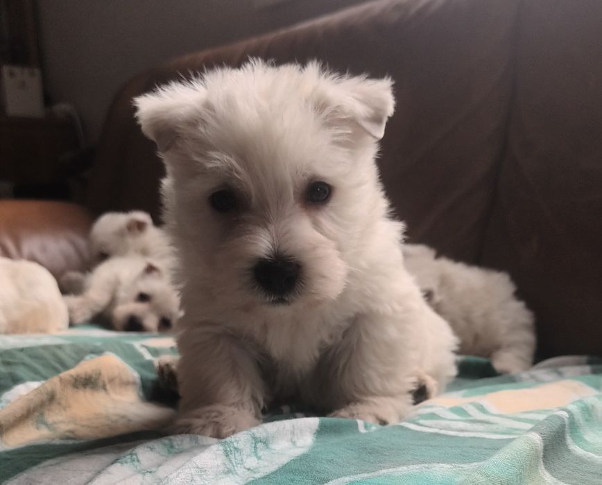 West highland white terrier suczka