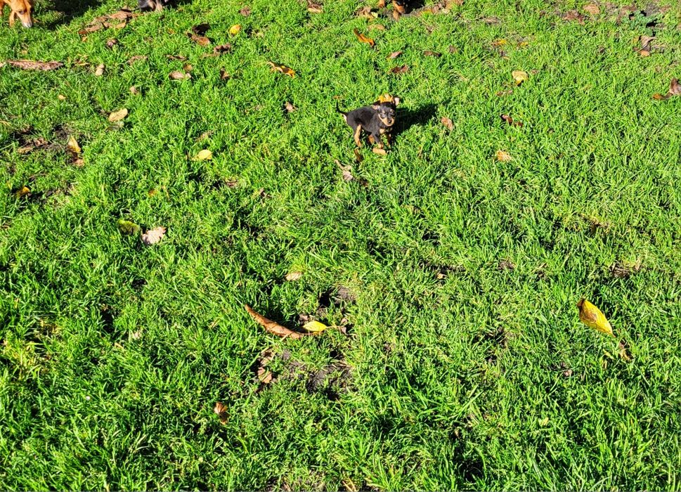 Pinczer miniaturowy suczka