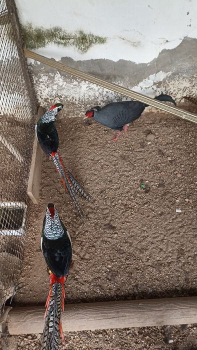 Faizoes várias qualidade