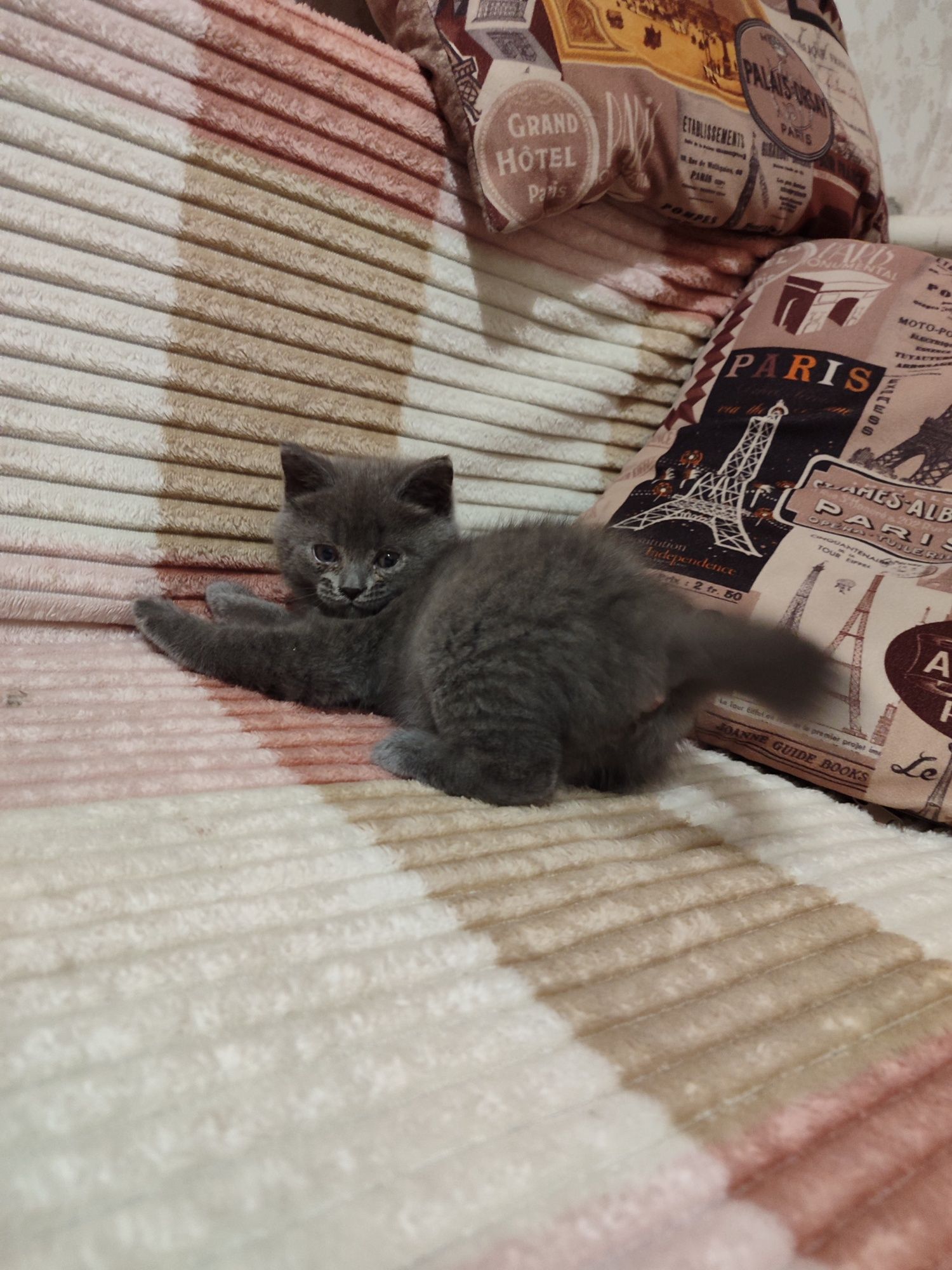 Кошеня дівчинка 2 місяці