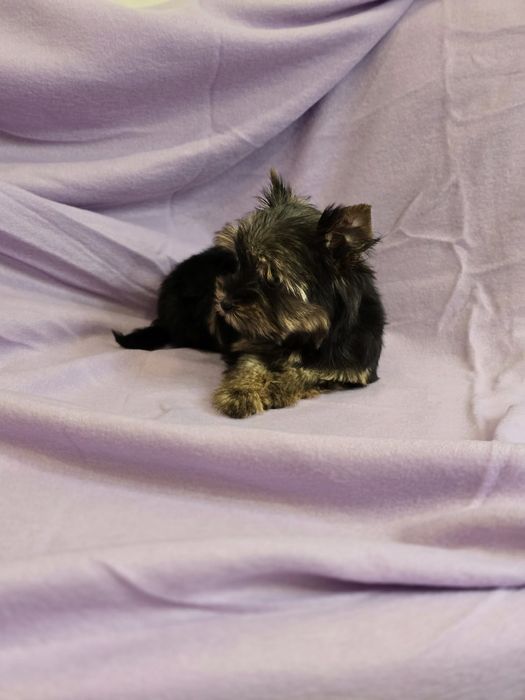 Piesek mini Yorkshire terrier