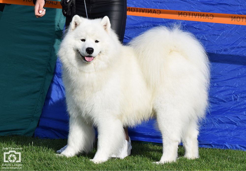 Reproduktor Samoyed FCI