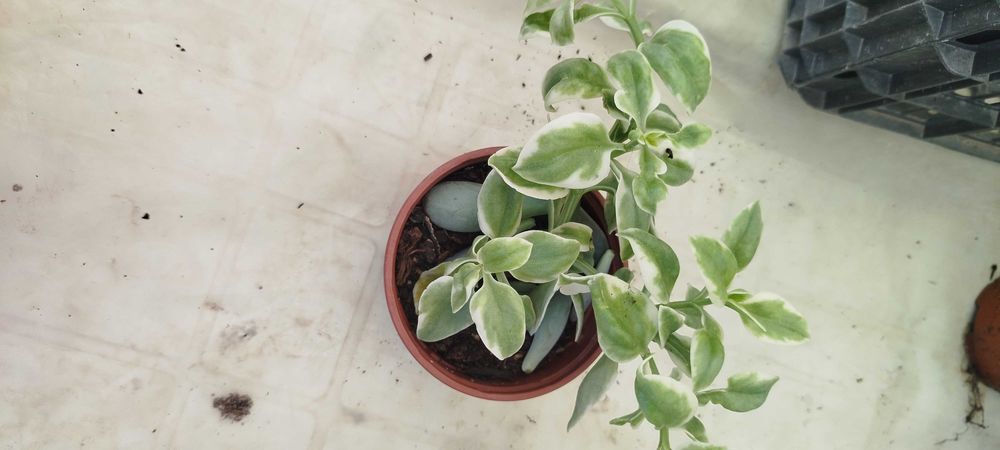 Suculentas lindas por apenas 2.50€