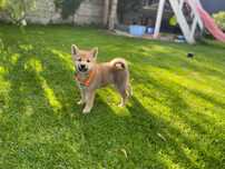 Shiba Inu - Suczka