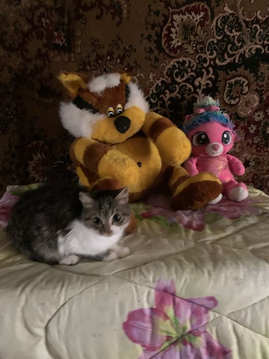 Дарю котенка стерилизована