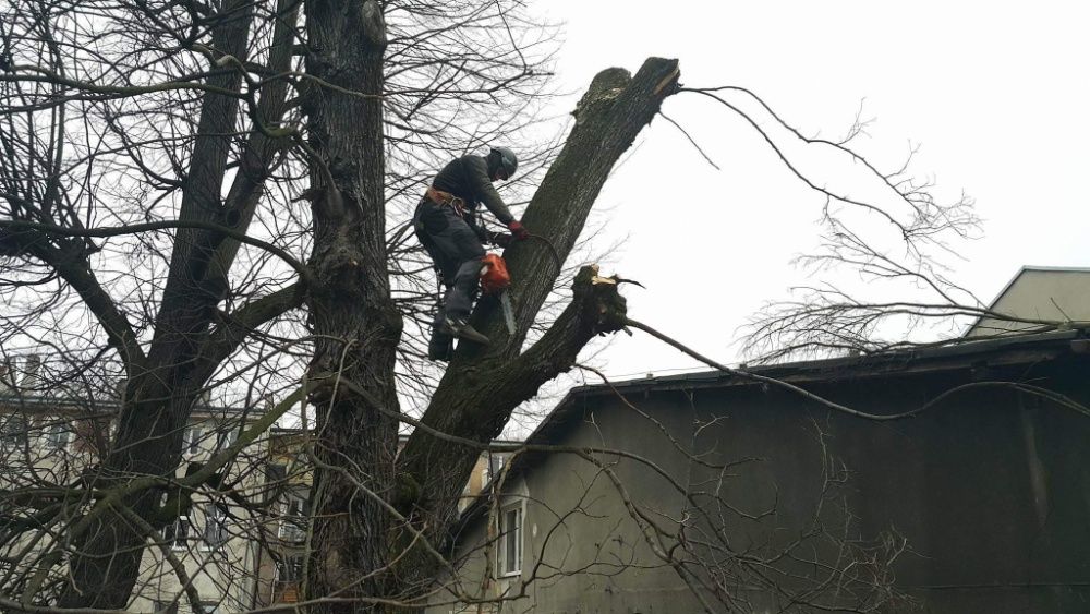 Wycinka Korekcja Drzew