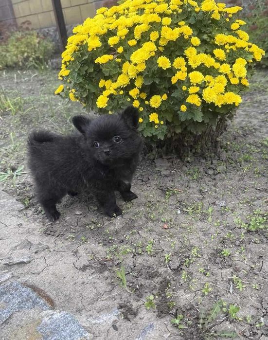 Д/ш дівчинка красуня помчі.
