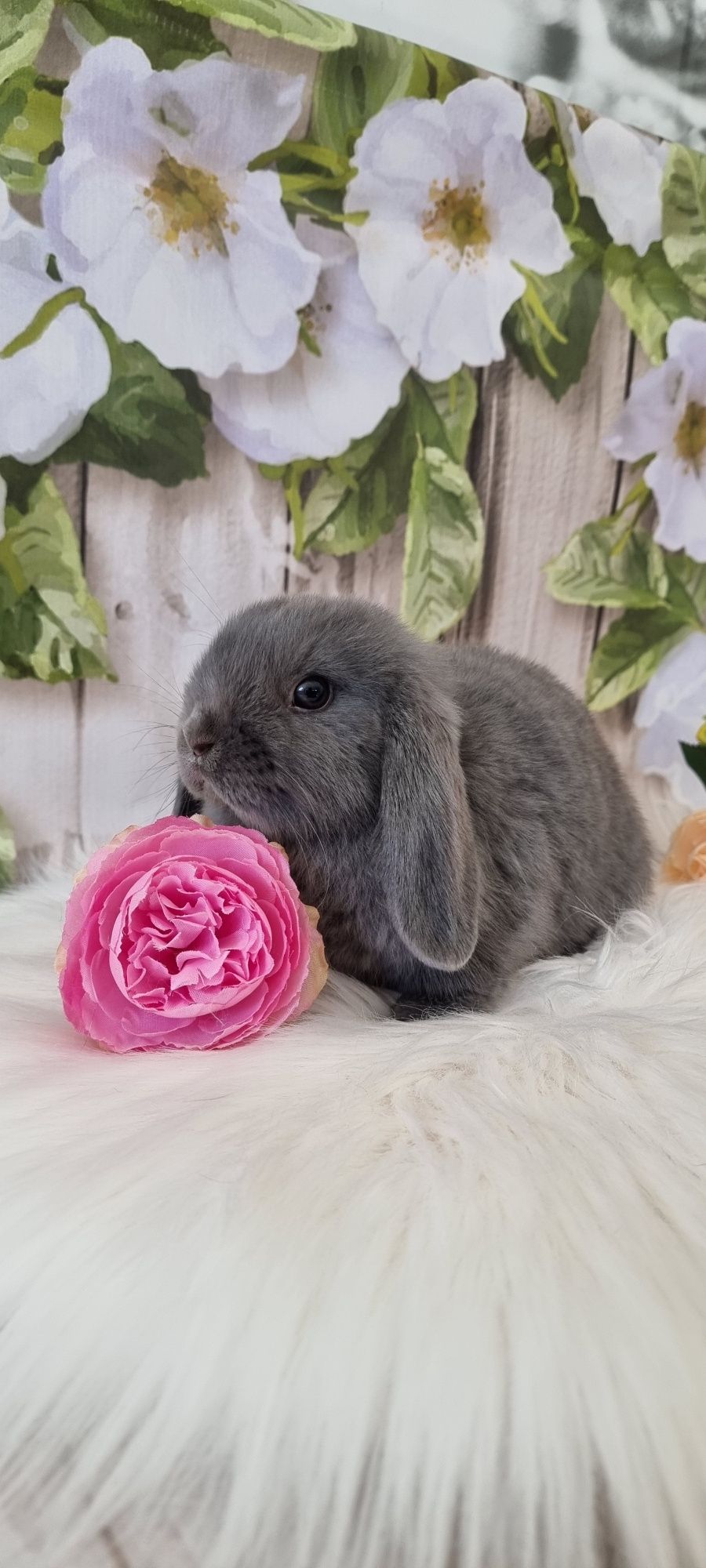 Mini lop śliczne króliczki zapraszamy gotowe do odbioru