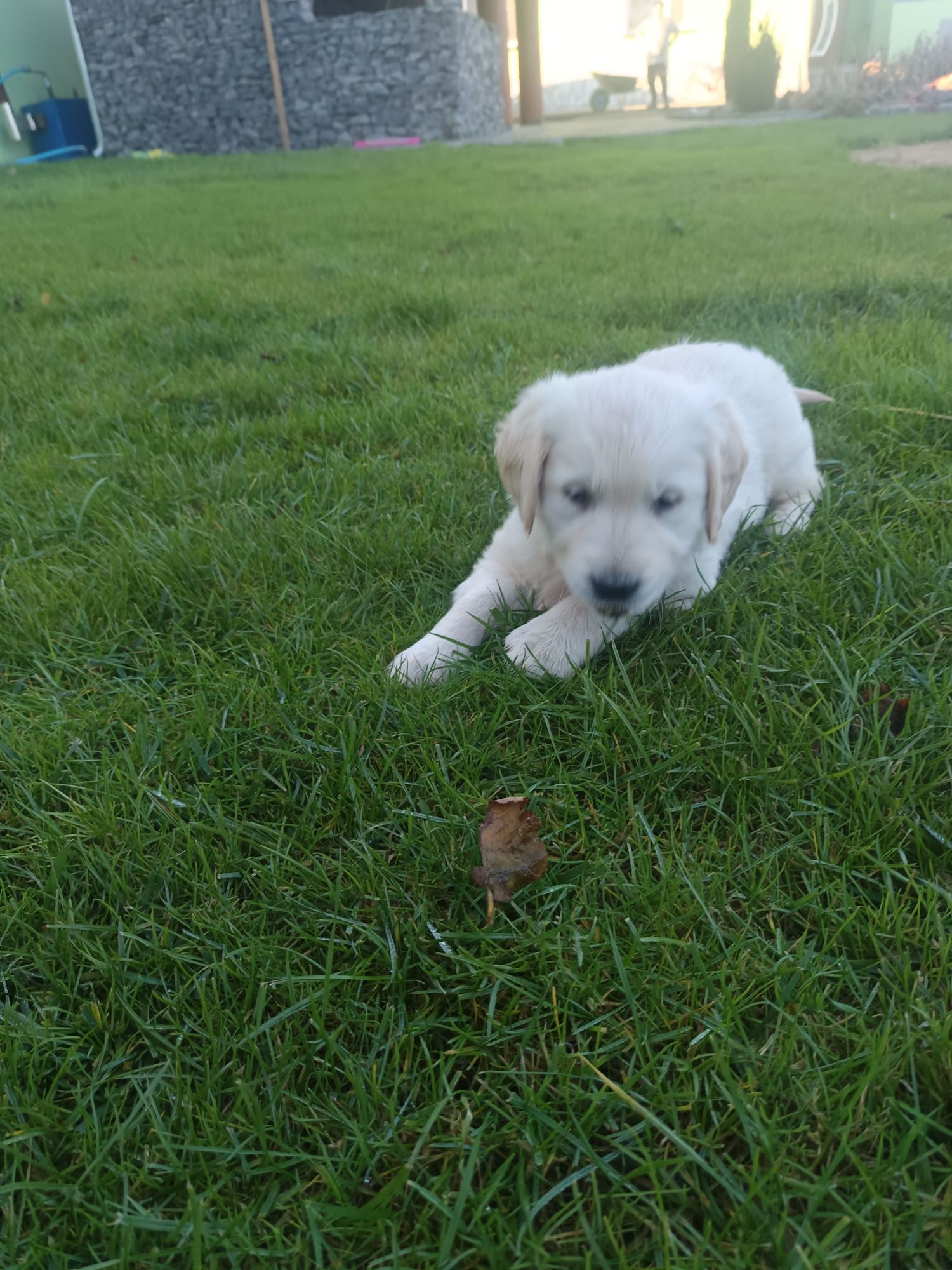 Golden Retriever śliczny piesek
