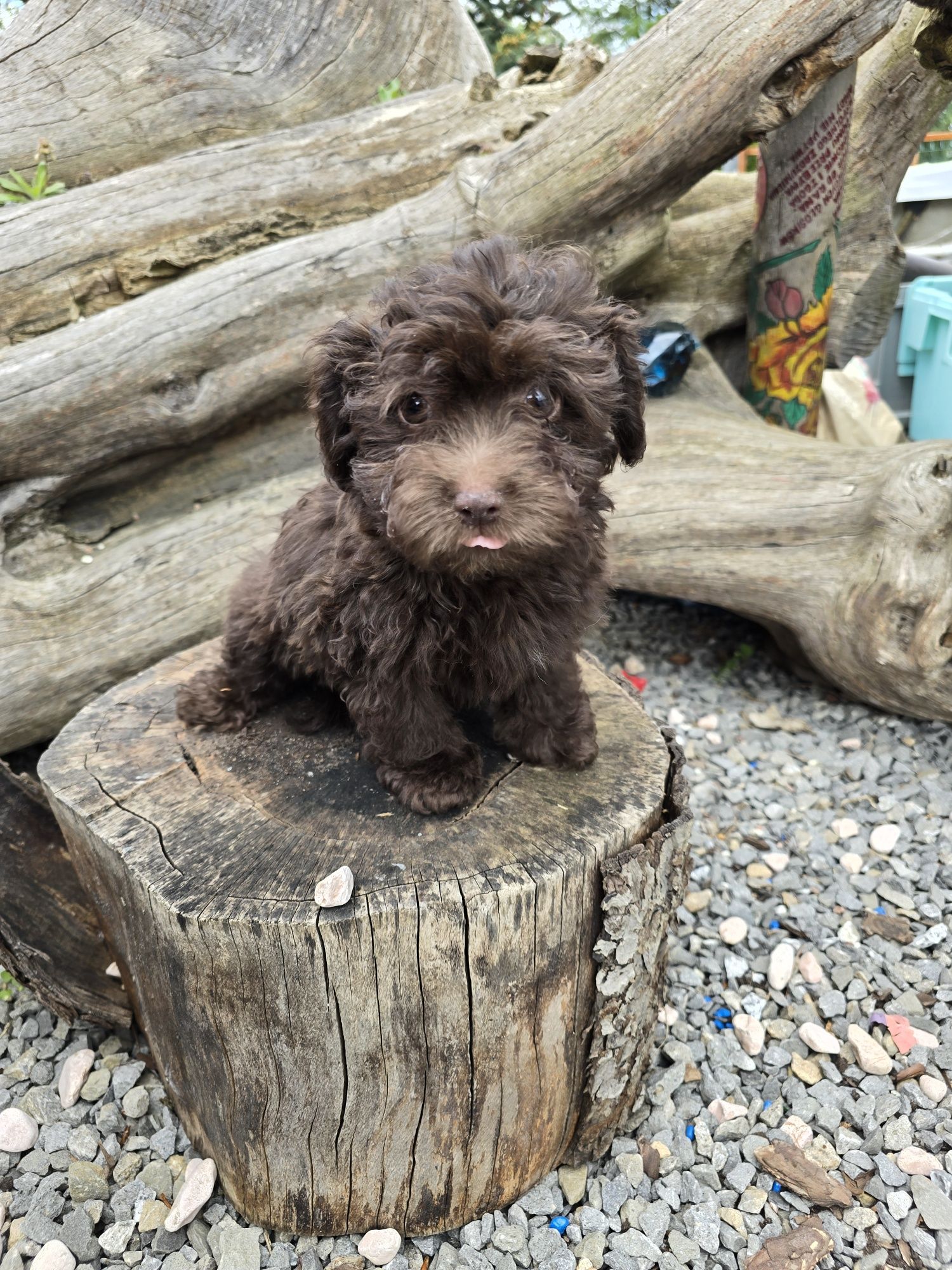 Maltipoo szczeniak czekoladowy