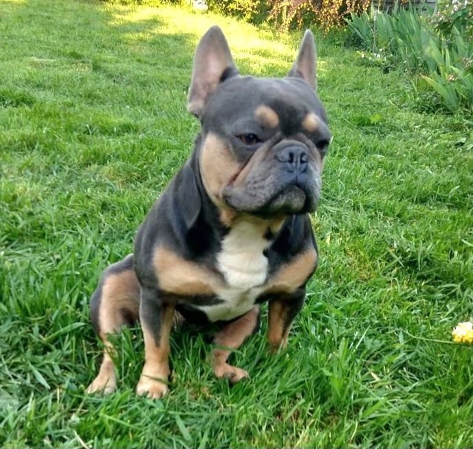 В'язка блакитно підпалий французський бульдог