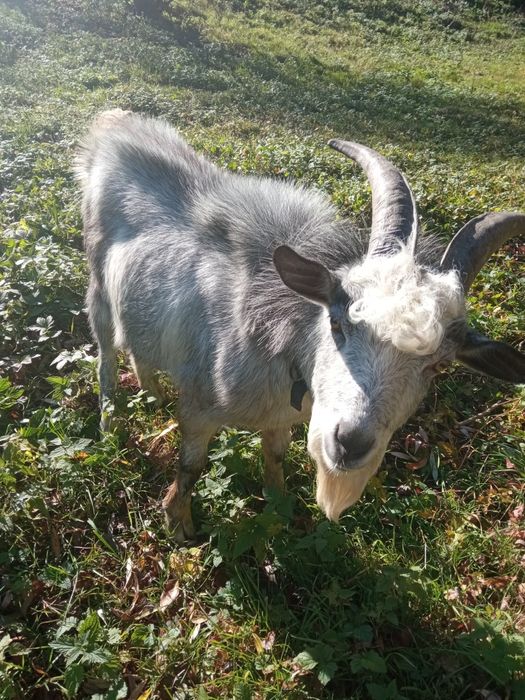 Цап для покриття кіз.