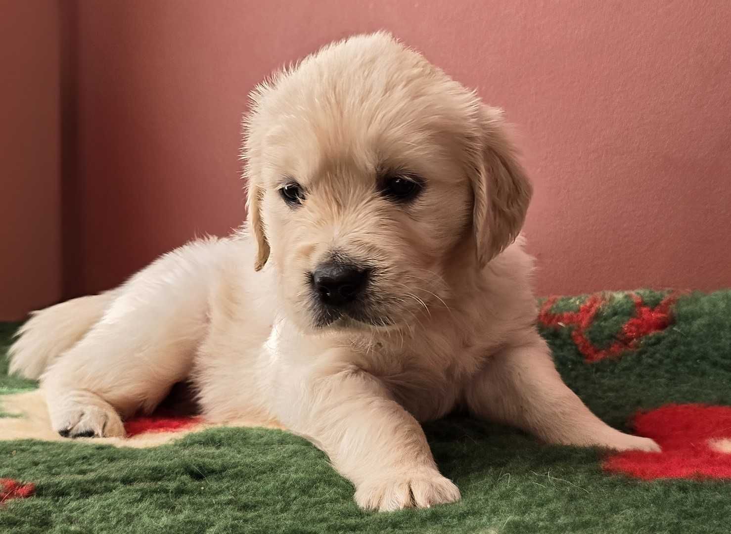 GOLDEN RETRIEVER-dziewczynka po Championie, ZKwP