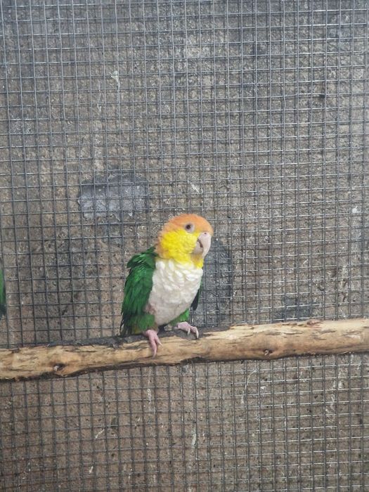 Marianinha 2022 adulta