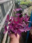 Trzykrotka zebrina pink paradise