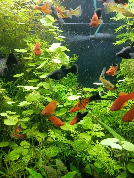 Narybek mieczyka i gupika