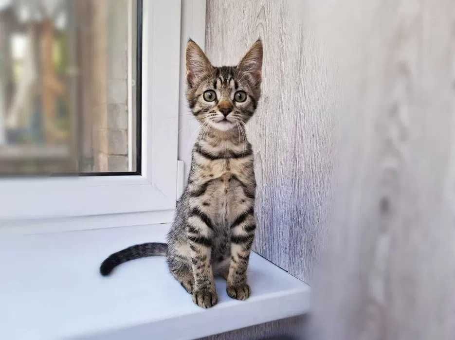 Кошеня, кішечка, маленька кішка Тигруля (2,5 міс.) – терміново додому!