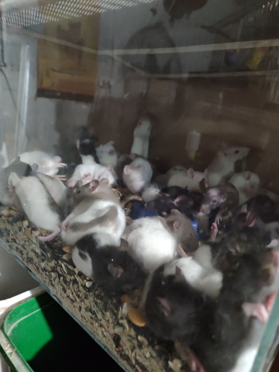 Песчанки,дэгу, иглистые мышки,крысы
