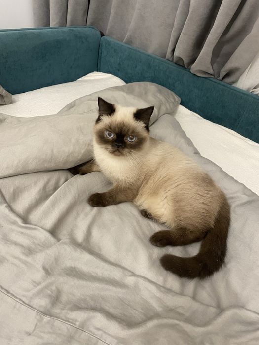 Британське кошеня