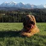 Owczarek francuski Briard