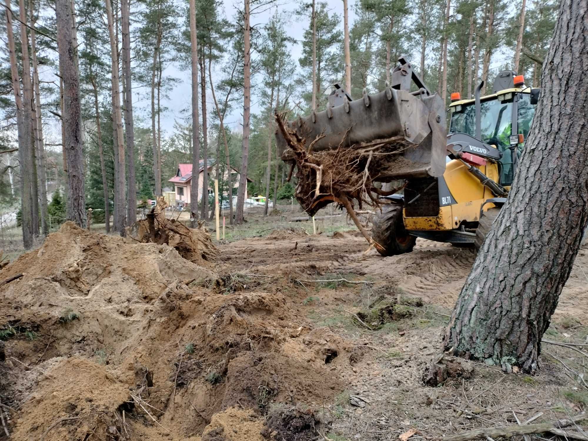 Mulczer leśny Wycinka drzew mulczowanie terenu oczyszczenie dzialek