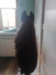 Hobby Horse konik