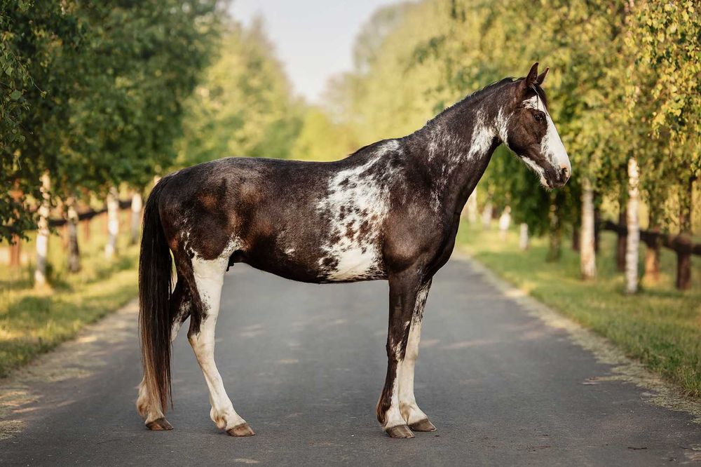 Klacz Tennessee Walking Horse