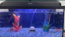 Aquario 60 Litros.